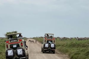 5-Day Mid Range Tour, Manyara, Serengeti & Ngorongoro  4