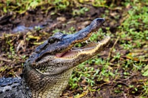 New Orleans Large Airboat Ride 3
