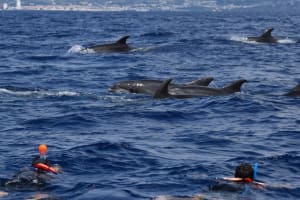 Lajes de Pico: Swimming with Wild Dolphins 3
