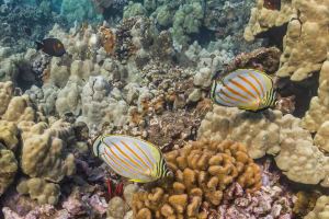 Molokini Wild Side Snorkel 4