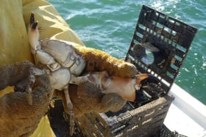 Family Fun Crabbing and Fishing 4