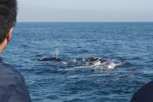 Hermanus: Boat Based Whale Watching Experience 3