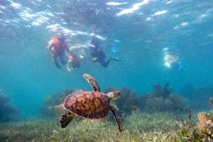 Private Reef Snorkeling, 3 Cenotes, 5 Zip-lines, Mayan Lunch 4