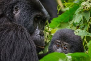 5 Days Fly-in Safari: Gorillas & Golden Plains 4