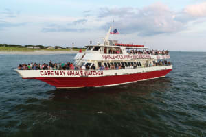 Dolphin Watching around Cape May 3
