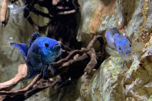 Tickets for Aquarium de Paris & Self-Guided Tours in Paris 4