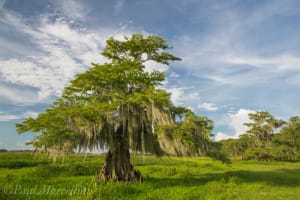 Wild About Florida with Safari Park Admission 4
