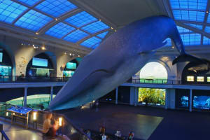 Admission to Museum of Natural History and Audio NYC Tours 4