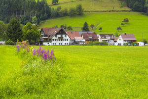 Freiburg & Black Forest Trip from Mulhouse (private) 4