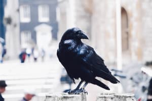 Tower of London, Private Tour 3