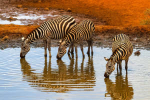 5 Days Safari + Lakes 3