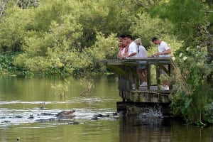 Gatorland with Transportation 3