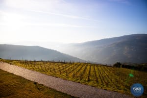 Visite privée de la Vallée du Douro (tout compris) 4