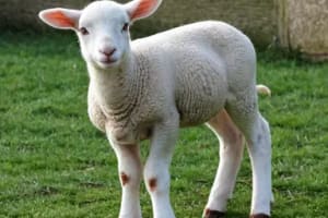 Auckland Sheep Farm Tour Experience 3