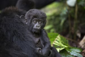 4 Days Fly-in Safari: Gorillas & Lions in Trees 4