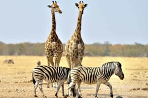 12 Days Fly-in Safari: Uganda Romance Retreat 3