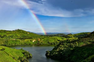 7 Days Fly-in Safari: A Chimps Day, Gorillas & Lions 3