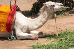 Agafay Desert Camel Ride and Quad Biking & Dinner with Show 3