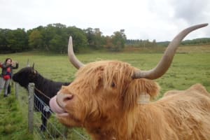 Loch Ness and the Scottish Highlands Day Tour from Edinburgh 3