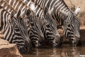 4 Days Fly-in Safari: Kidepo Valley Wilderness  3