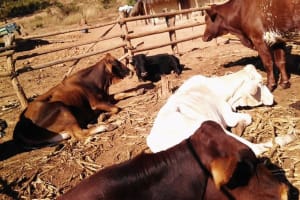 Victoria Falls: Traditional Village-Cultural Tour Experience 3
