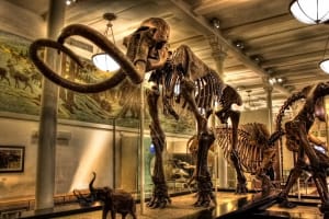 Admission to Museum of Natural History and Audio NYC Tours 3