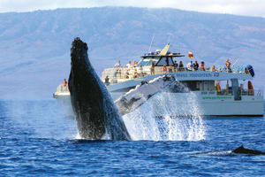 Whale Watch Sail 4