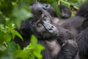 4 Days Fly-in Safari: Gorillas & Golden Monkeys 4
