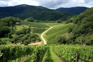 Panoramic vineyard views along the Alsace Wine Route during a guided small group tour