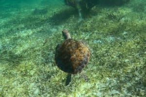 Private Puerto Morelos Reef Snorkeling 3