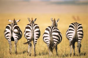 3 Day Maasai Mara Safari 3