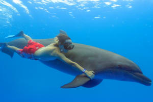 Dolphin Extreme 3