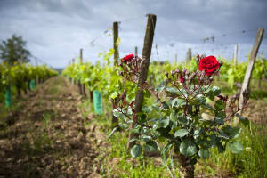 From Bordeaux to Saint-Emilion private 4-hour shore trip 4