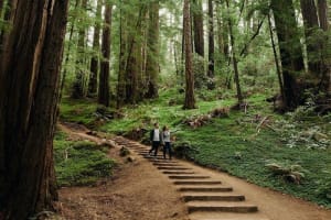 Dylan's Famous Tour with Muir Woods 4