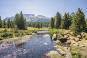 Crystal clear mountain stream flowing through alpine meadow with tall pine trees and snow-capped peak in background