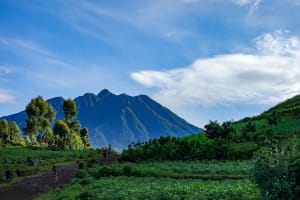 4 Days Fly-in Safari: Gorillas & Golden Monkeys 3