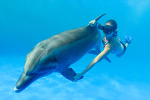 Dolphin Extreme 4
