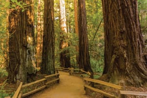 Wooden boardwalk path through a towering old-growth redwood forest with massive ancient trees