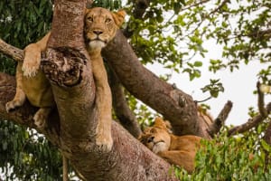 9 Days Fly-in Safari: Best of Western Uganda 4