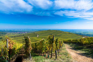 Grands Crus Alsace Wine Tour From Riquewihr (Private) 3