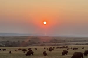 Badlands Sunset & Golden Hour Wildlife Tour 4