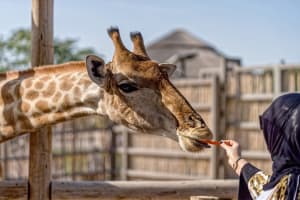 Combo : Dubai Safari Park & Frame 3