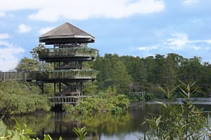 Gatorland with Transportation 4