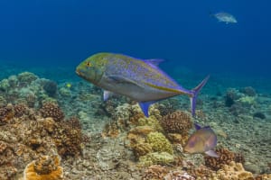 Molokini Wild Side Snorkel 3