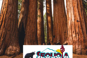 Sequoia Half Day Group Tour 4