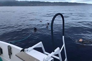 Deep Water Snorkel w/ Sharks: Cageless  3