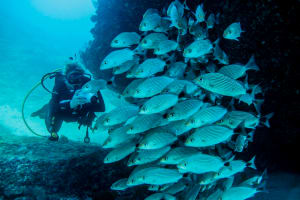  Scuba Dive at Marietas Islands 3