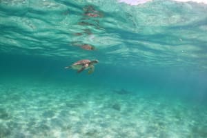 Private Sea Turtle Swim & Mayan Underworld Exloration 4