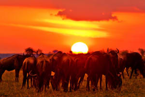 4 Days Maasai Mara 4