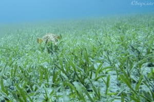 Kayak the Seagrasses of Stiltsville 4